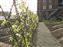 The herb, vegetable and fruit garden at Hotel Villa Augustus, Dordrecht Holland