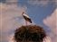 Storks nesting on roof-tops