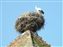 Storks nesting on roof-tops