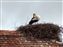 Storks nesting on roof-tops